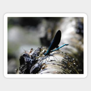 Electric blue dragonfly resting on a tree branch in Michigan Magnet